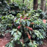 Thogarihunkal_India2