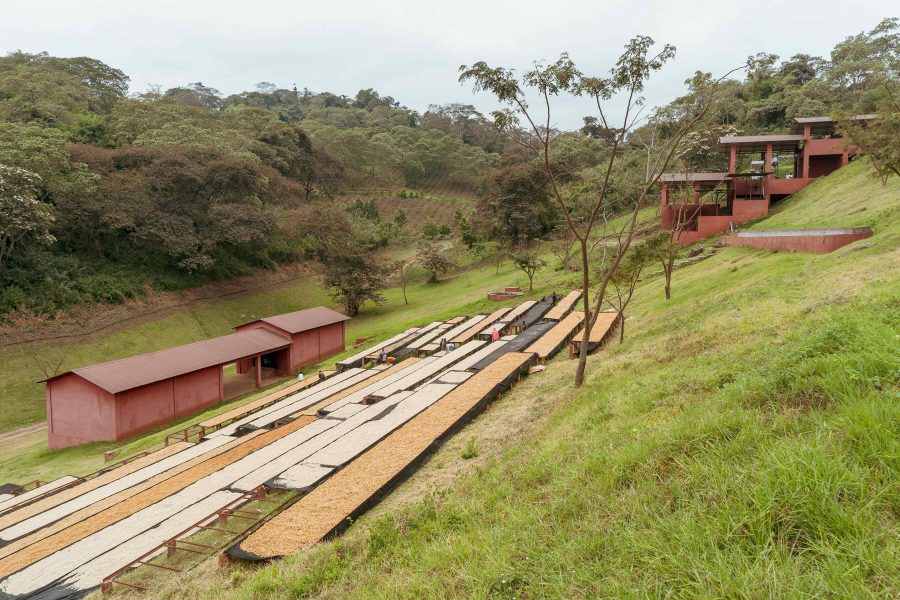 Tanzania Acacia Hills 5