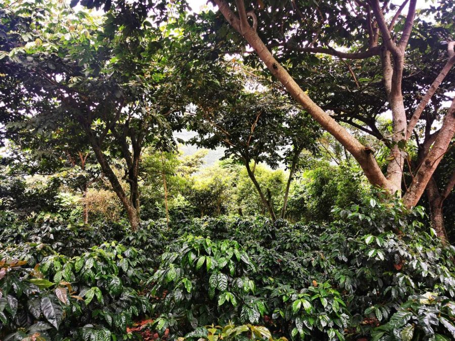 087851add1831f07b0e502d645aa6246