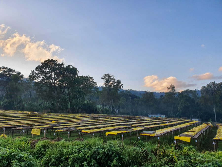 Cafe_Imports_Ethiopia_Sewda-3-2022-08-02-025314