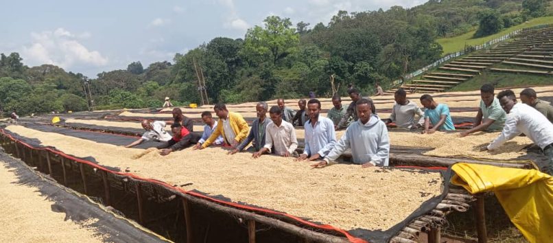 Ethiopia Kebena Natural Decaf 2