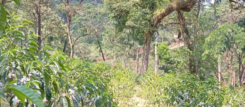 Ethiopia Kebena Natural Decaf 4