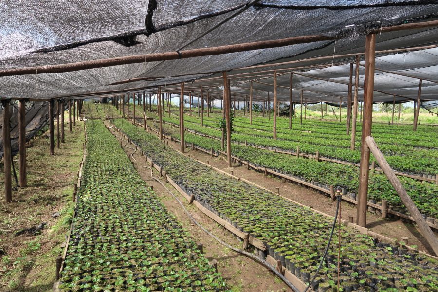 NURSERY
